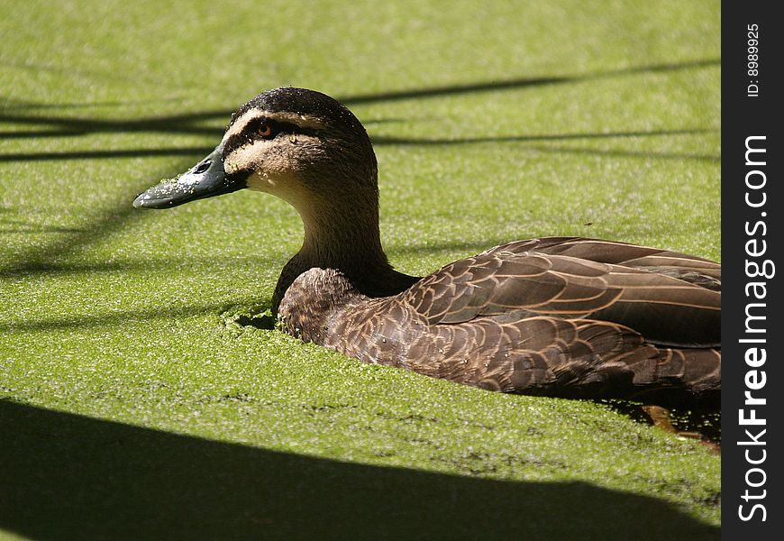 A brown duck happily floating through some green stuff on the surface of the pond. A brown duck happily floating through some green stuff on the surface of the pond.