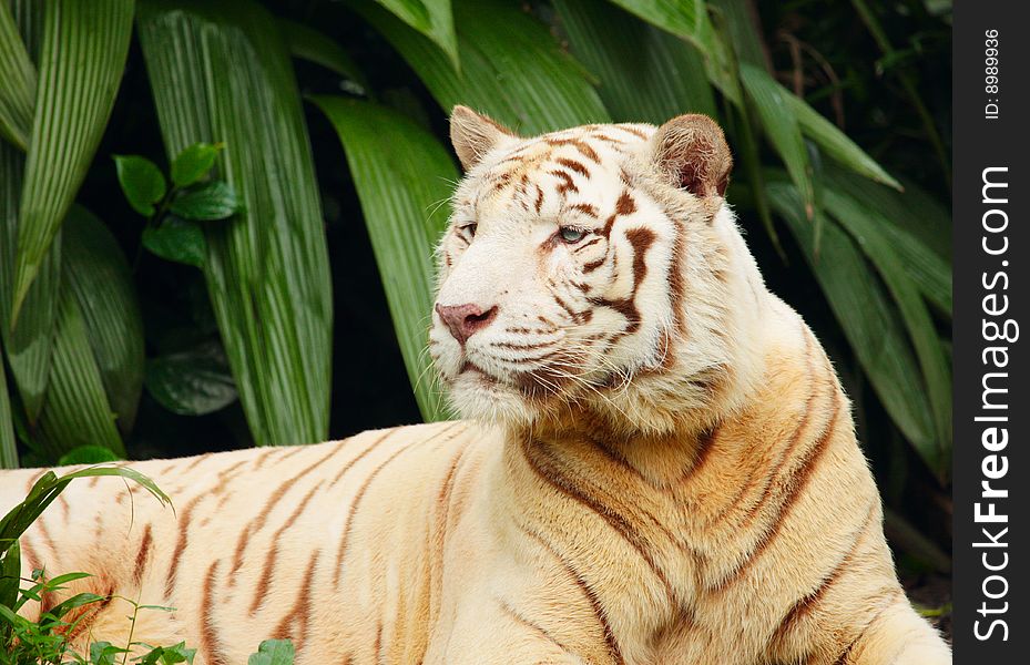 White tiger