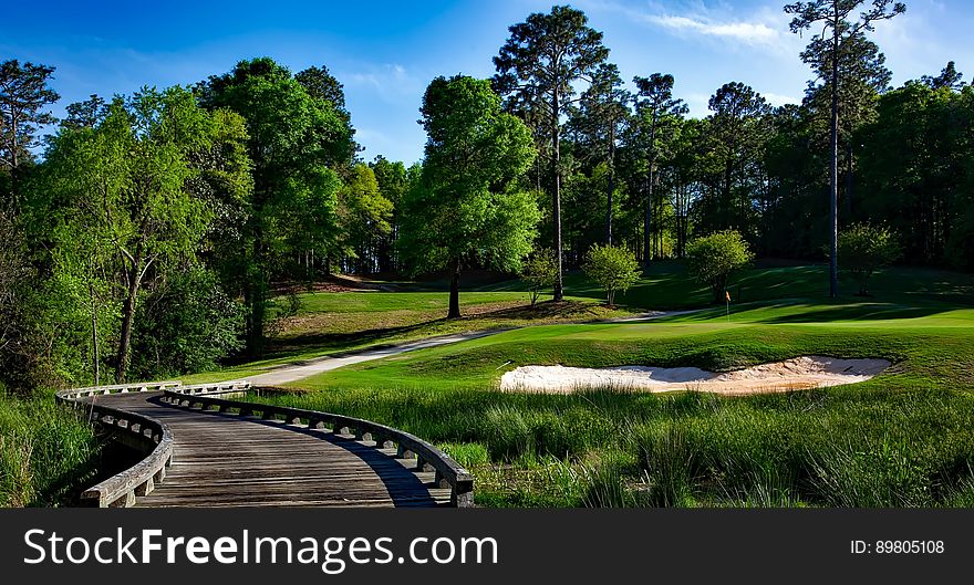 Green Leave Trees Across Green Grass Lawn during Daytime