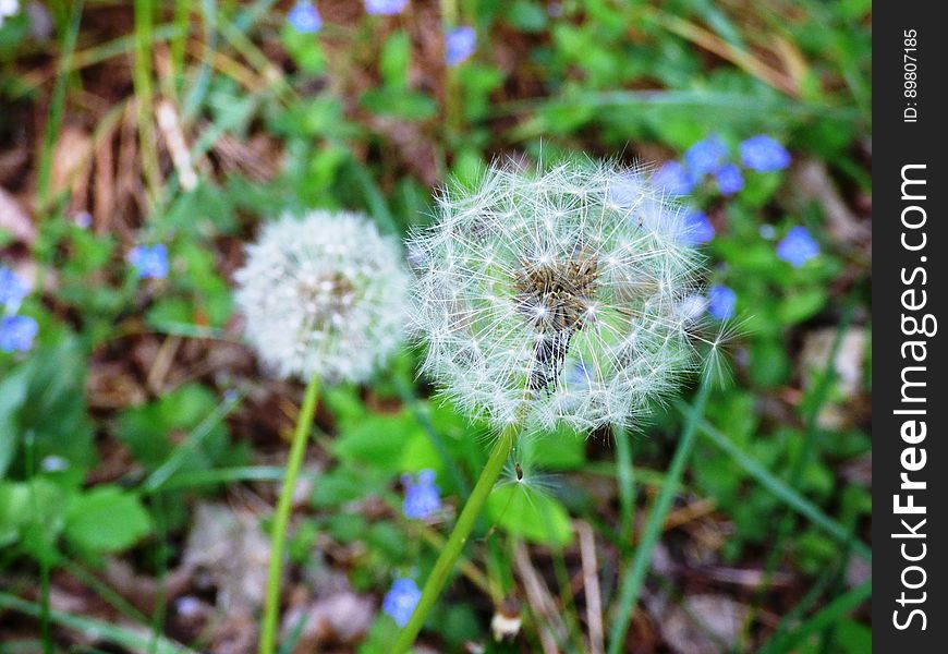 Dandelion heads in grasses
