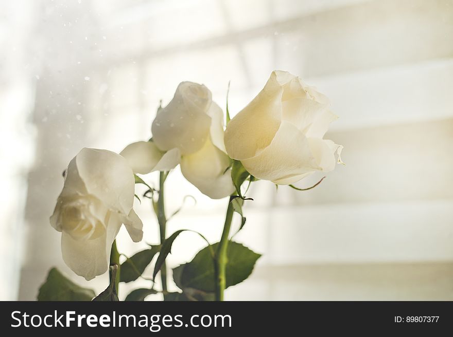 A close up of white roses in a vase.