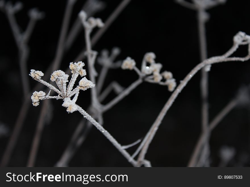 A close up of a frosty plant in the winter. A close up of a frosty plant in the winter.