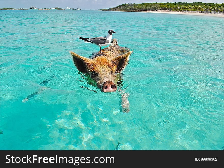 White and Gray Bird on the Bag of Brown and Black Pig Swimming on the Beach during Daytime