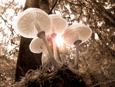 Free Mushroom, Fungus, Edible Mushroom, Tree Royalty Free Stock Photo - 89872045