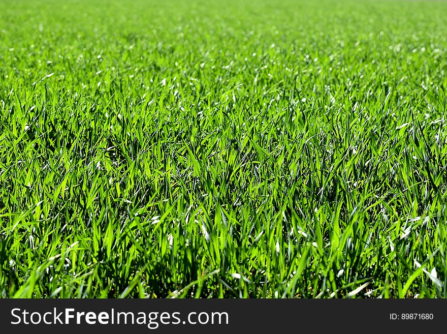 Grass, Green, Field, Crop