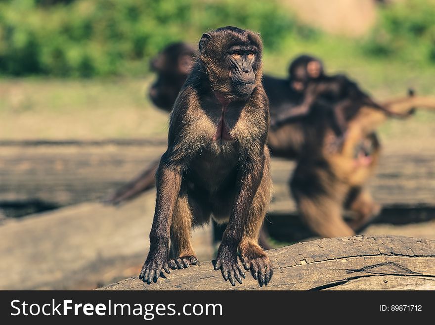 Fauna, Mammal, Primate, New World Monkey