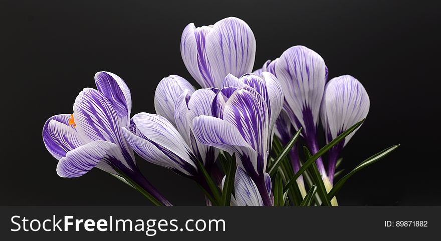 Flower, Plant, Purple, Violet