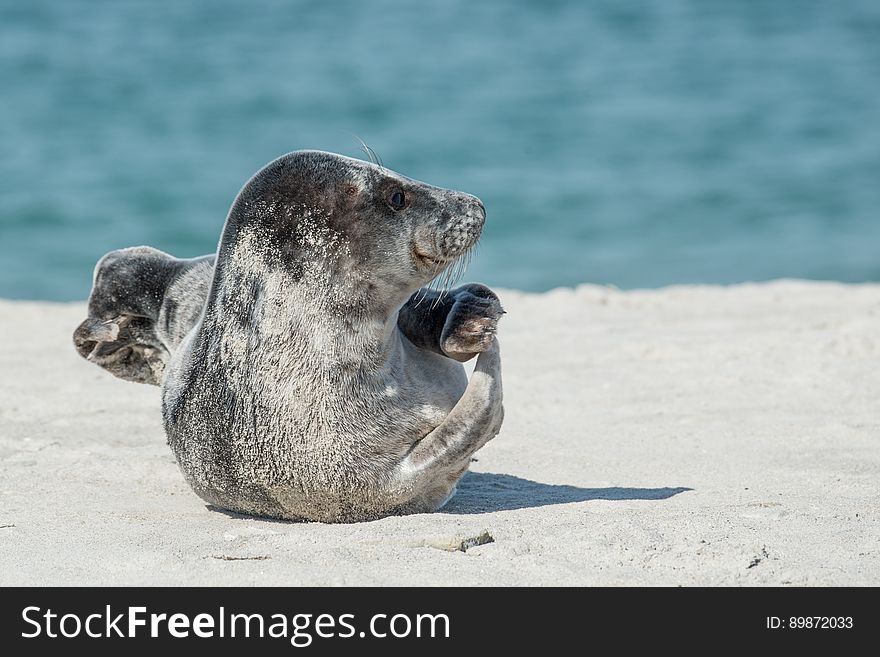 Harbor Seal, Seals, Fauna, Terrestrial Animal