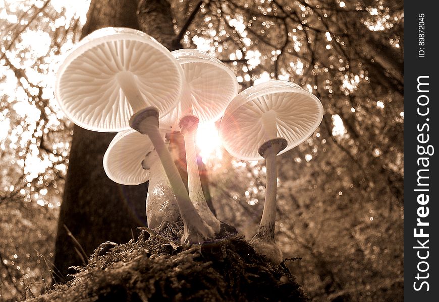 Mushroom, Fungus, Edible Mushroom, Tree