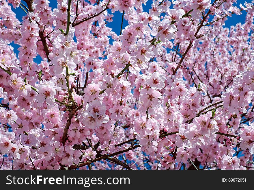 Blossom, Pink, Flower, Spring