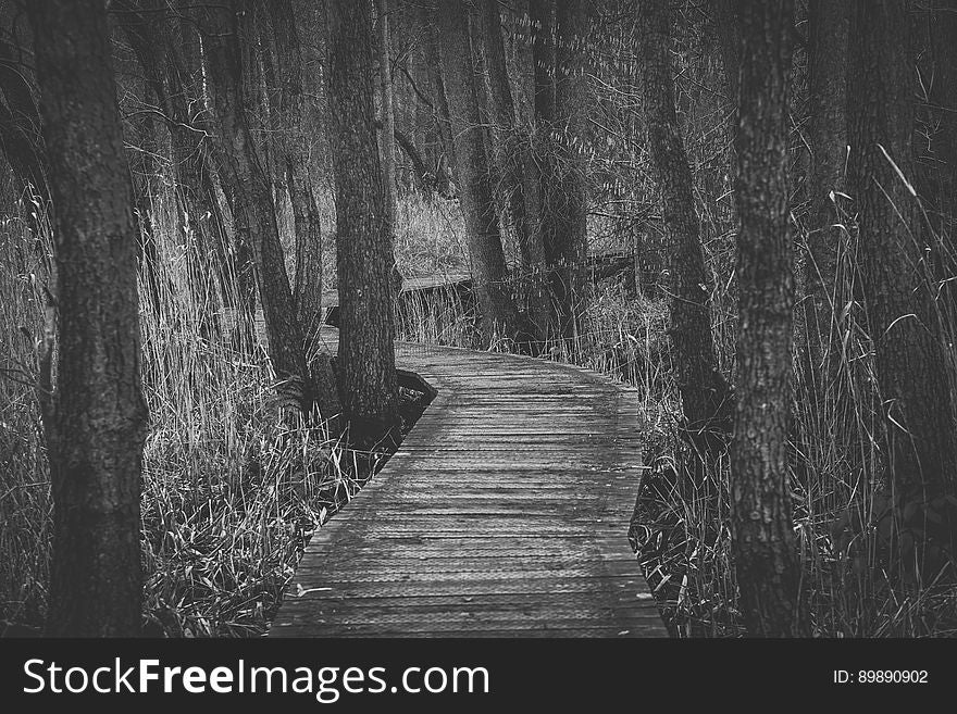 Boardwalk Amidst Trees in Forest
