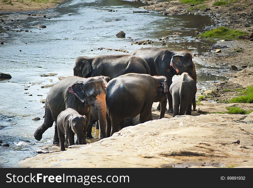 A herd of elephants drinking on a river.