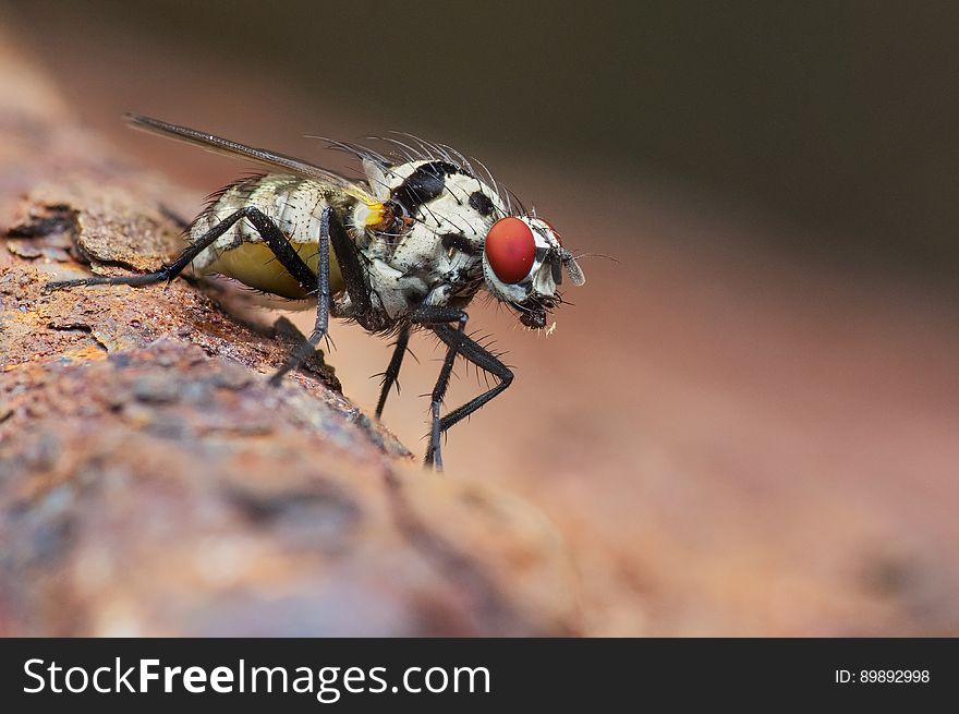A close up of a fly on a rough surface. A close up of a fly on a rough surface.