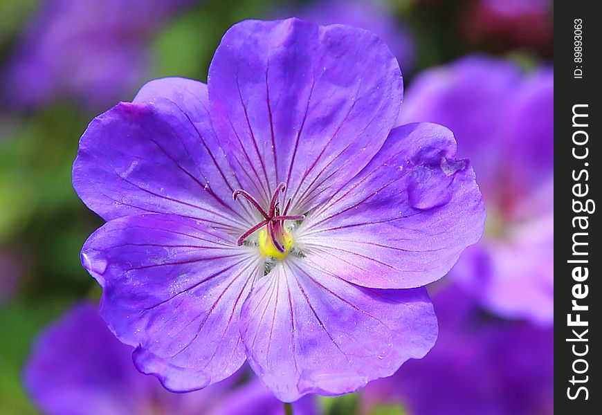 Blue and Purple Flower