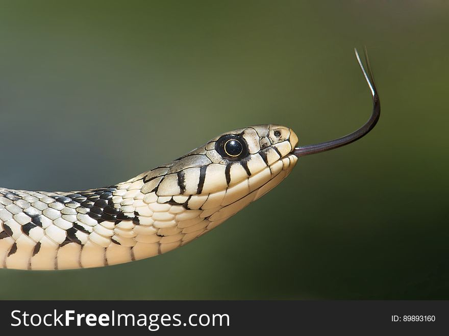 White and Black Snake on Close Up Photography