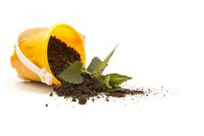 Prostrate Plant Stock Photo Prostrate Plant Stock Photo