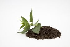 Prostrate Plant Stock Photo Prostrate Plant Stock Photo