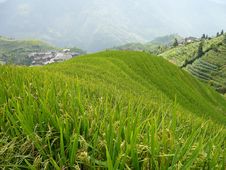 Longsheng Rice Terraces, China Royalty Free Stock Photography Longsheng Rice Terraces, China Royalty Free Stock Photography