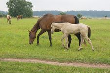 Horse With Her Foal Stock Photography Horse With Her Foal Stock Photography