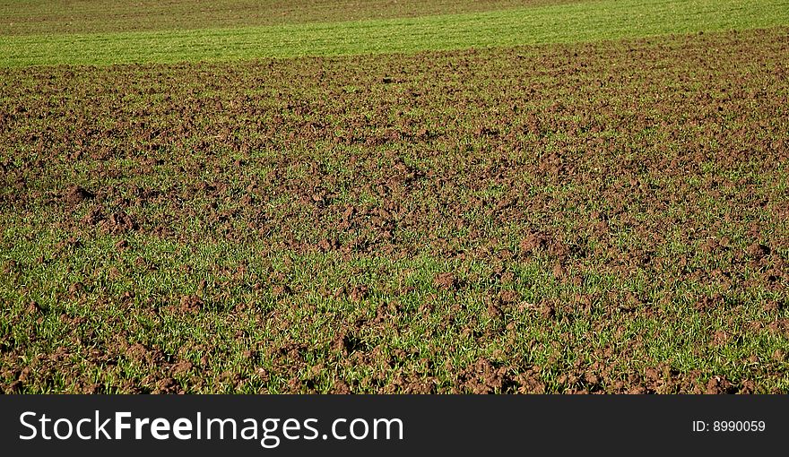 Young crops piercing out of the ground on the farm field. Young crops piercing out of the ground on the farm field