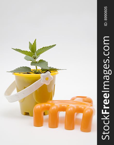 Isolated green plant in a yellow pot with garden accesories. Isolated green plant in a yellow pot with garden accesories