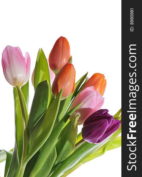 Bouquet of tulips on white background