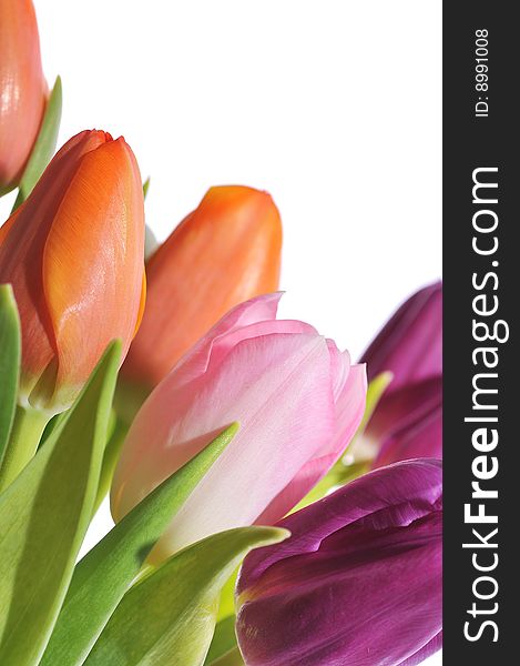 Bouquet of tulips on white background