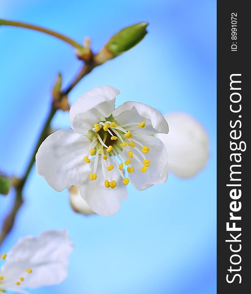 Close up of plum-tree  blossoms. Close up of plum-tree  blossoms