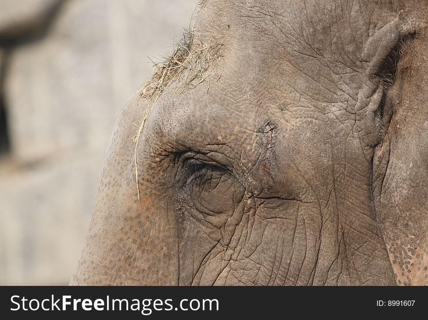 A detail of an elephant's eye. A detail of an elephant's eye