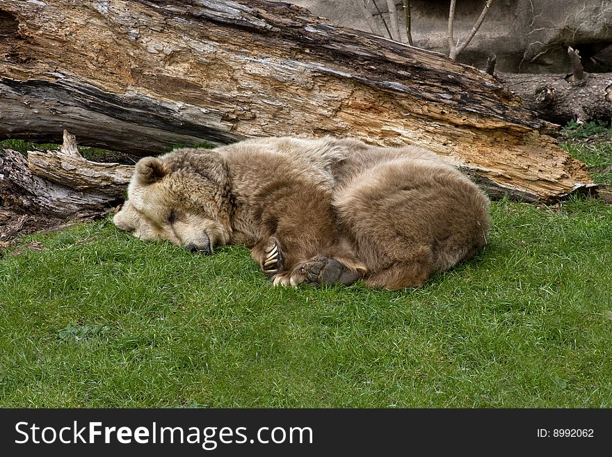 A large, sleeping brown grizzly or kodiak bear. A large, sleeping brown grizzly or kodiak bear