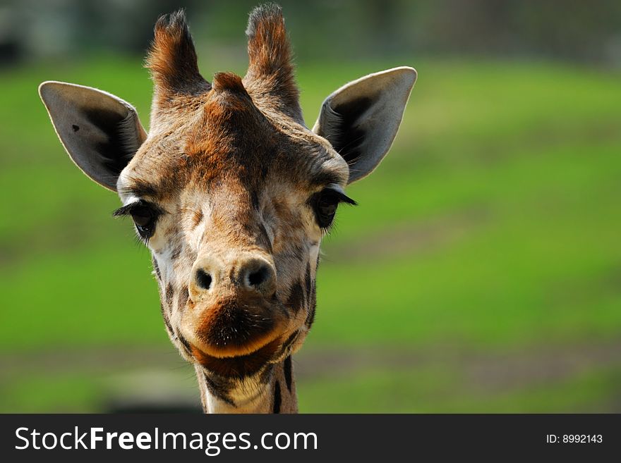 Close-up of a funny giraffe. Close-up of a funny giraffe