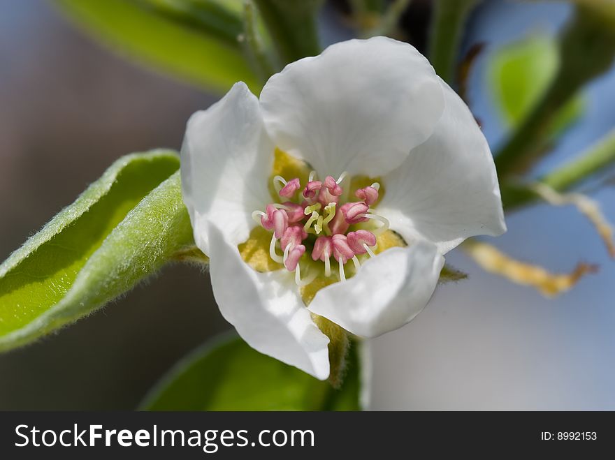 Close-up of pear flower