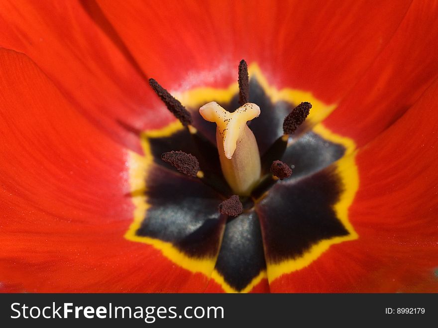 Macro photo of a red tulip