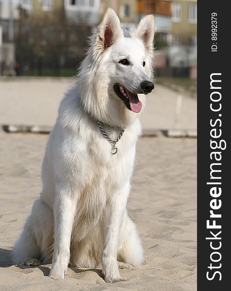 White shepherd sitting on sand outside