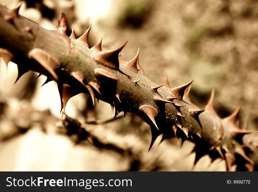 Photo of rose burs in yellow-brown tone