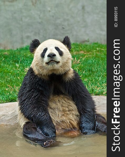 Giant panda in the park