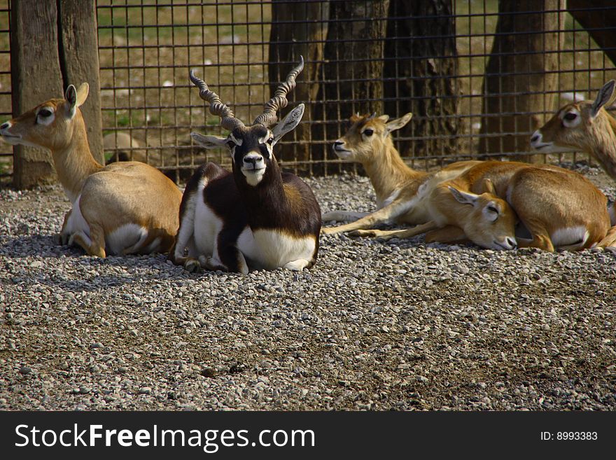 Family of antelopes deer-goat - zoo Cornelle - Italy. Family of antelopes deer-goat - zoo Cornelle - Italy