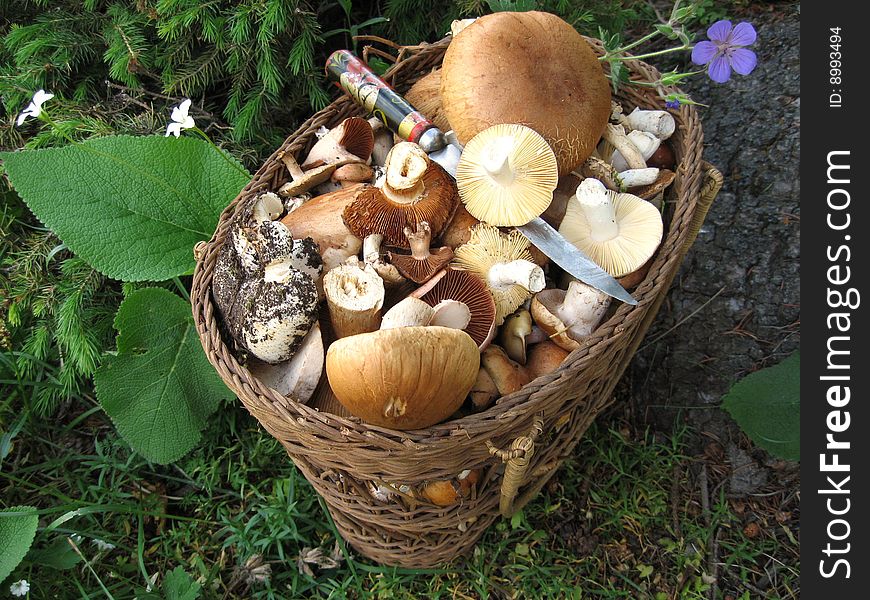 We have got get fat basket mushroom after Ingenious trip. We have got get fat basket mushroom after Ingenious trip