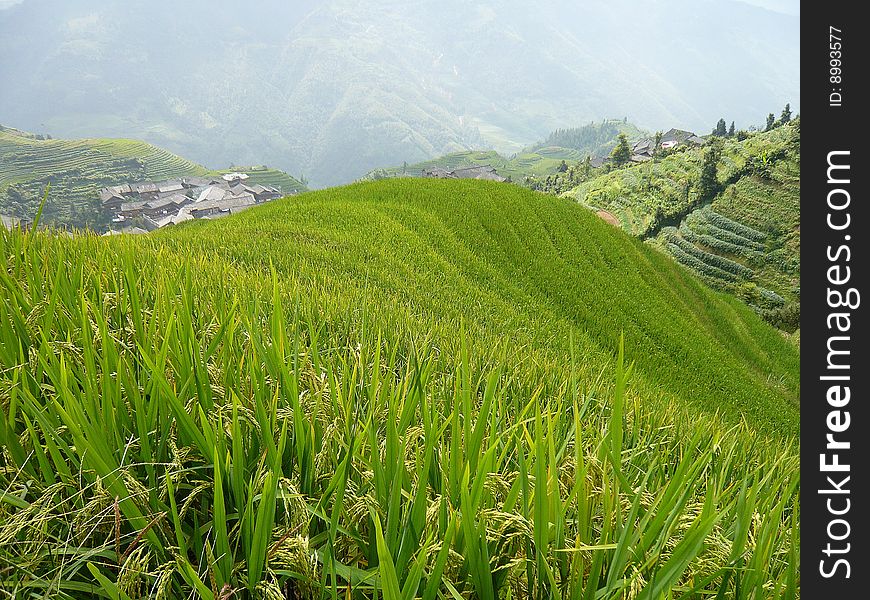 The rice fields of Longsheng are one of the most amazing landscapes of China. They were built on the slopes of the mountains and hills. The rice fields of Longsheng are one of the most amazing landscapes of China. They were built on the slopes of the mountains and hills.