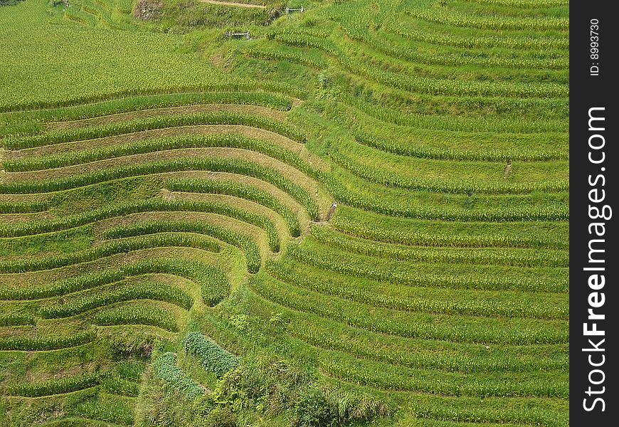 The rice fields of Longsheng are one of the most amazing landscapes of China. They were built on the slopes of the mountains and hills. The rice fields of Longsheng are one of the most amazing landscapes of China. They were built on the slopes of the mountains and hills.