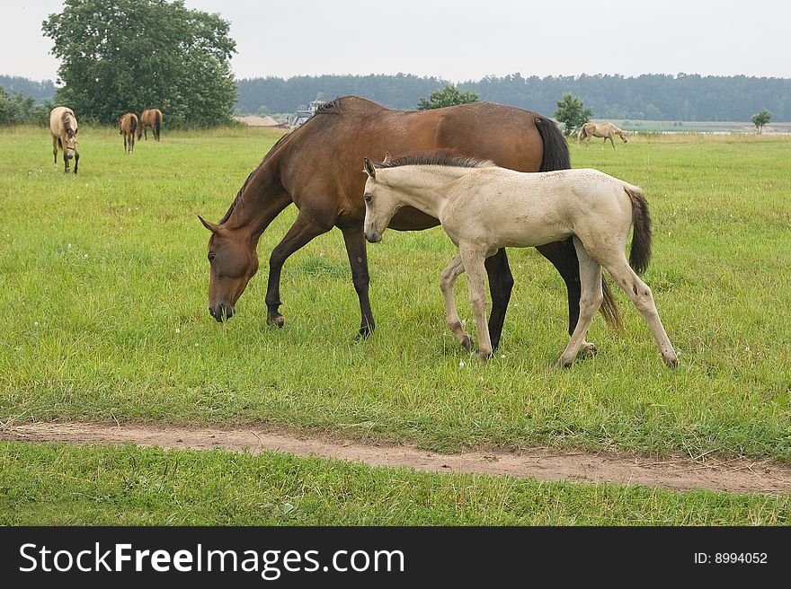 Horse With Her Foal