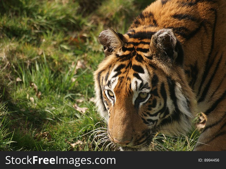 Bengal Tiger walking through short grass