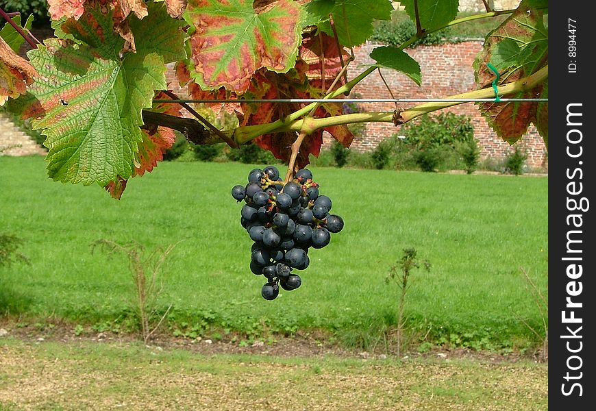 Perfect Bunch of black grapes