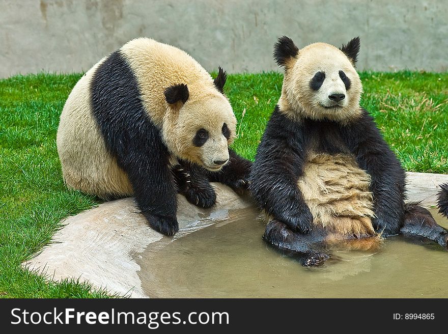 Giant panda in the park