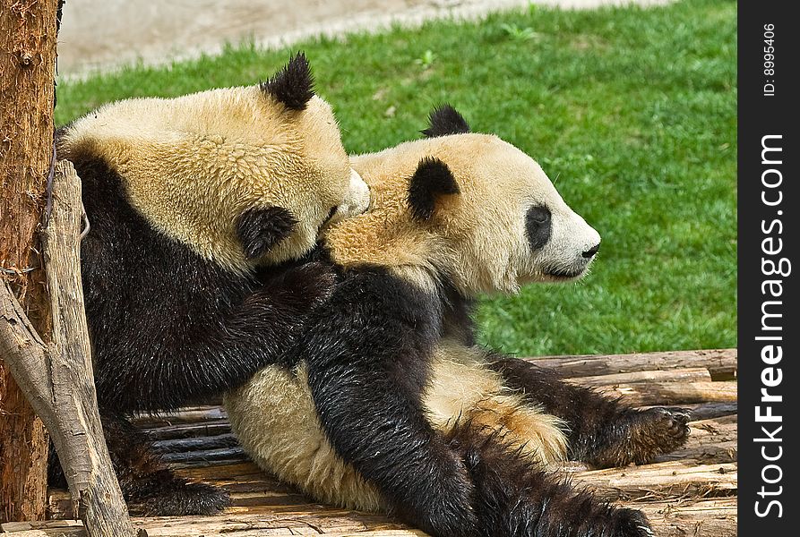 Giant panda in the park