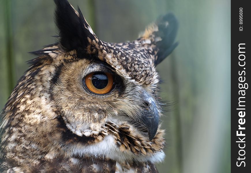 Indian owl's head, closeup. Indian owl's head, closeup.