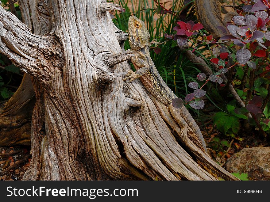 Closeup of lizard climbing on a tree. Closeup of lizard climbing on a tree