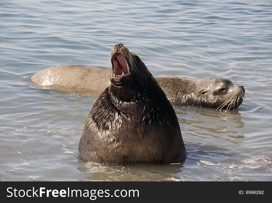 Northern Sea-lion (Eumetopias Jubatus)