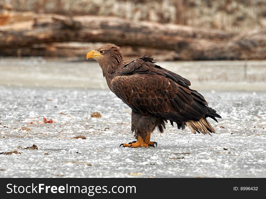 Eagle on ice, carska bara, serbia