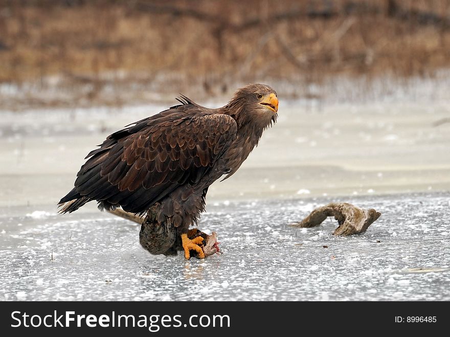 Eagle On Ice